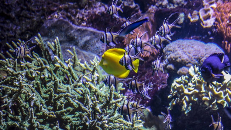 Especies del acuario de Sevilla