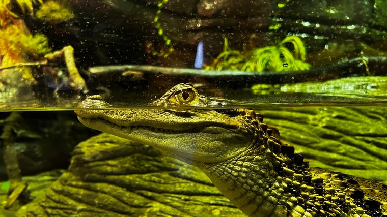 El Acuario de Sevilla cuenta con unas instalaciones magníficas para el ocio familiar a lo largo de todo el año