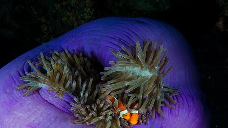 En esta muestra, el objetivo es que el visitante pueda admirar la gran gama de colores que existe en el mundo