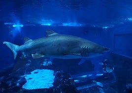 El Acuario de Sevilla celebra una especial Noche en Blanco con entradas a 10 euros