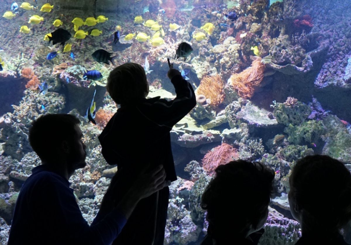 Un niño señala a uno de los peces que se encuentran en el acuario