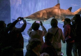 De pasar un día con tortugas marinas a dar de comer a tiburones: esta es la programación del Acuario de Sevilla para el Puente de Andalucía