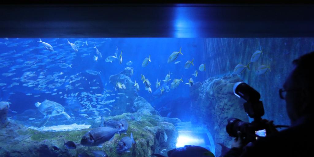 Sumérgete en el mar sin salir de Sevilla: todas las actividades que puedes hacer en el Acuario en agosto