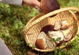 De una ruta por el campo a degustaciones: la Sierra Norte de Sevilla celebra sus jornadas micológicas en noviembre