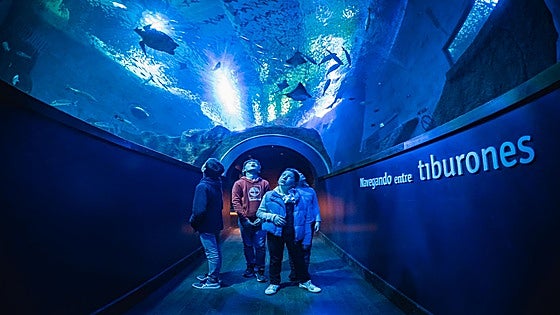 Dormir entre tiburones es posible en Sevilla: esta es la programación del acuario para Navidad