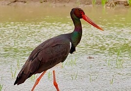 Liberación de aves y actividades infantiles en la Cañada de los Pájaros