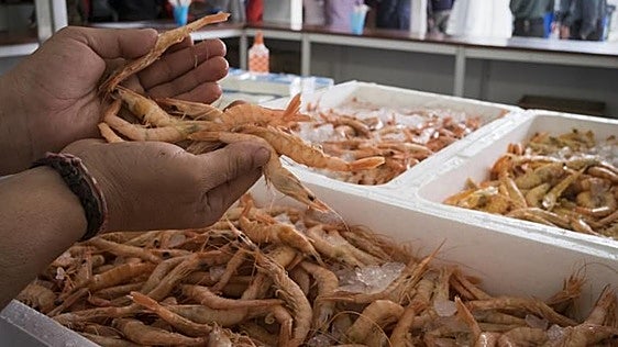 Un pueblo costero de Huelva celebra su Feria de la Gamba con 1.000 kilos de marisco y raciones desde 8 euros
