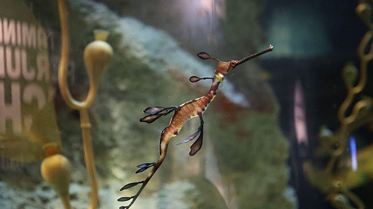 El Acuario de Sevilla incorpora a sus instalaciones los dragones de mar, una extaordinaria especie