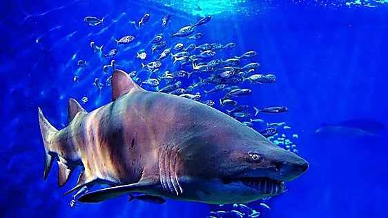 El Acuario de Sevilla abrirá en la Noche en Blanco: entradas limitadas ya a la venta