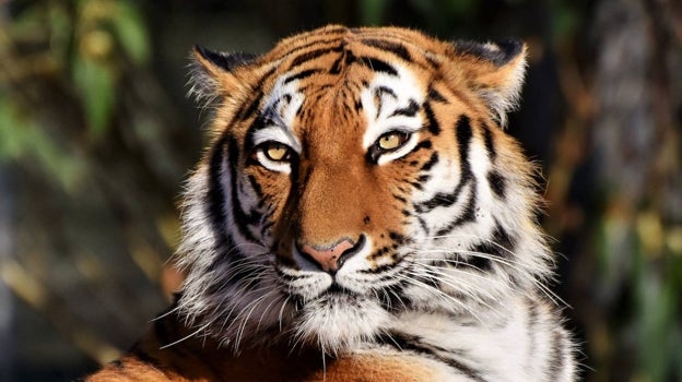 AÑO NUEVO CHINO 2022  HORÓSCOPO CHINO 2022: ¿Qué animal eres y qué te  depara el año del Tigre? 🐯