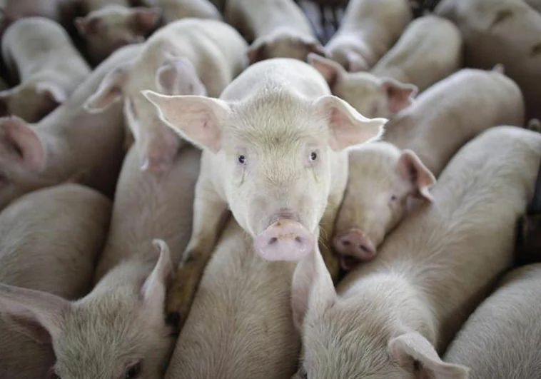 Un cerdo mata en una granja al carnicero que iba a sacrificarlo