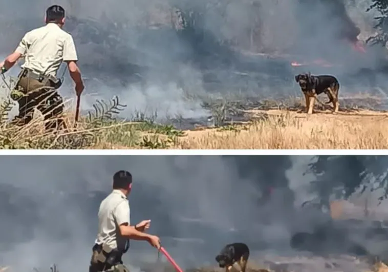 Un policía arriesga su vida para salvar a un perro atado a una valla en medio de un incendio: «Estaba quemándose»