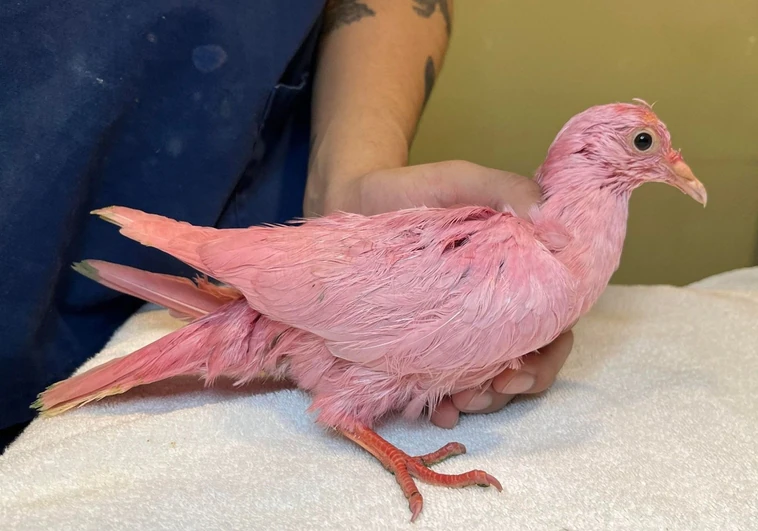 Encuentran en estado crítico una paloma que fue teñida de rosa para revelar el género de un bebé