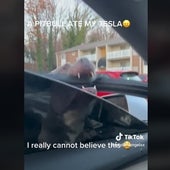 «Un Pitbull se comió mi Tesla»: una propietaria obligada a refugiarse en el interior de su coche ante el ataque de un perro