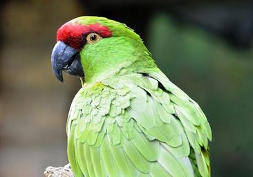 Un loro, clave en una investigación de asesinato tras repetir el nombre del presunto autor