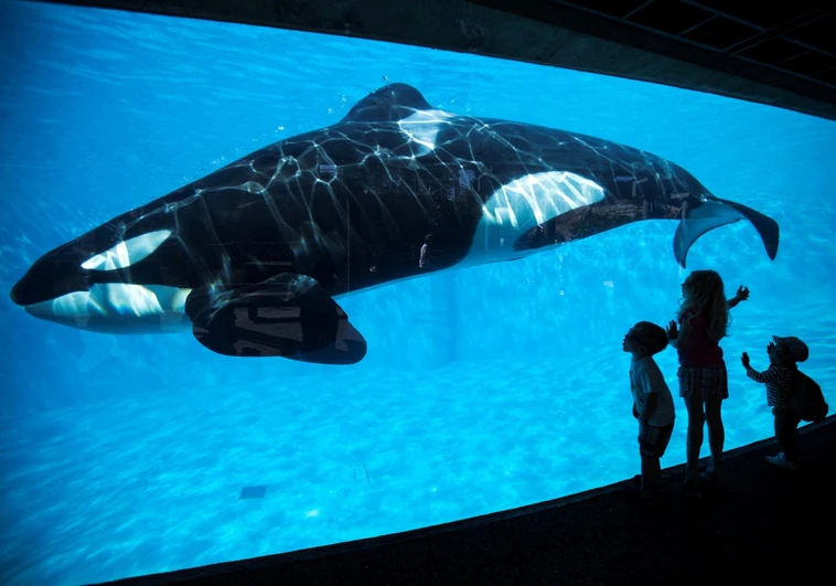 La orca Lolita será liberada tras más de 50 años en cautividad