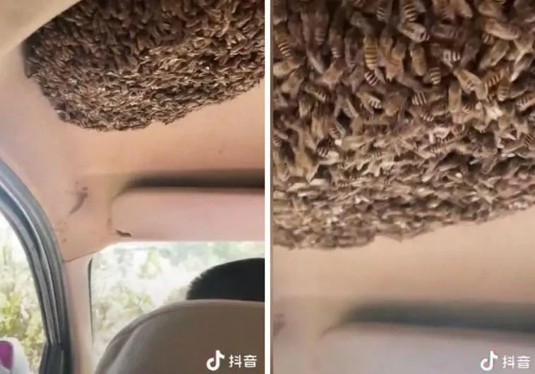 Un hombre conduce con un panal de abejas dentro de su coche y se hace viral