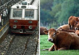 Una vaca 'voladora' que salió disparada tras ser atropellada por un tren mata a un jubilado que orinaba en las vías