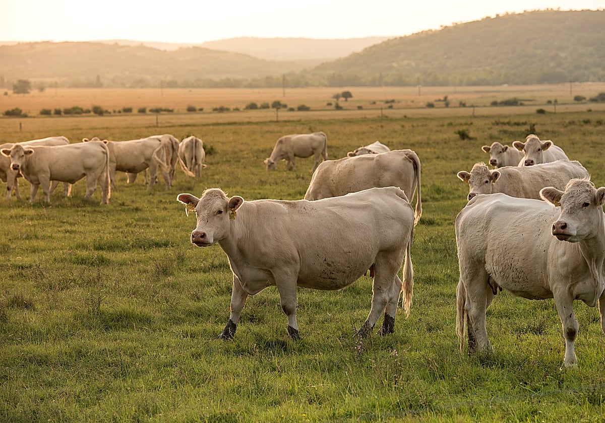 La granja paga todos los gastos para quienes quieran vivir la experiencia
