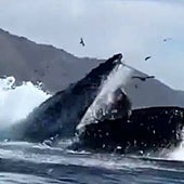 Una ballena jorobada engulle a dos turistas que iban en kayak en una bahía de California y luego las escupe