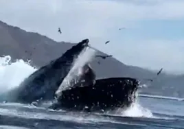 Una ballena jorobada engulle a dos turistas que iban en kayak en una bahía de California y luego las escupe