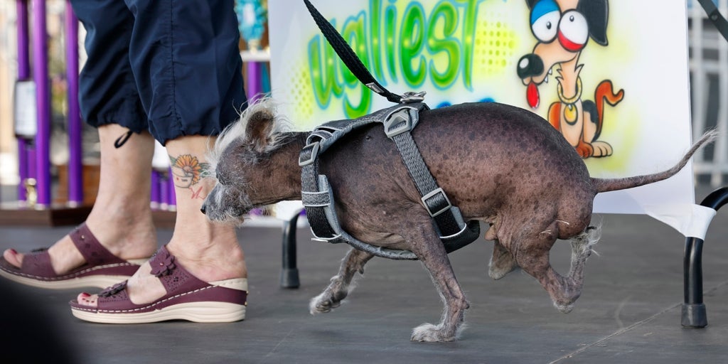 Adidas año shop chino perro