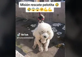 El vídeo viral de una perra que recupera su pelota descolgada a lo 'Misión Imposible': «el mejor agente que he visto»