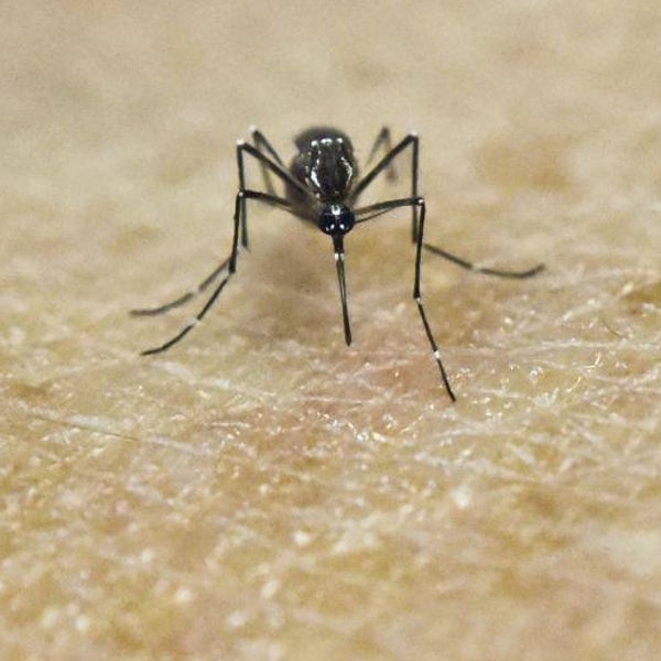 El truco casero para blindar tu casa frente a los mosquitos: solo necesitas cuatro ingredientes