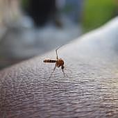 Los mejores repelentes naturales contra los mosquitos y remedios caseros para aliviar las picaduras