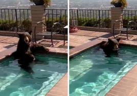 Pillan a un oso bañándose en el jacuzzi de una casa de California en plena ola de calor