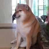 Internet llora la muerte de Balltze, el perro que lleva años siendo un meme