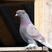 El truco infalible del papel de aluminio con el que mantener alejadas a las palomas