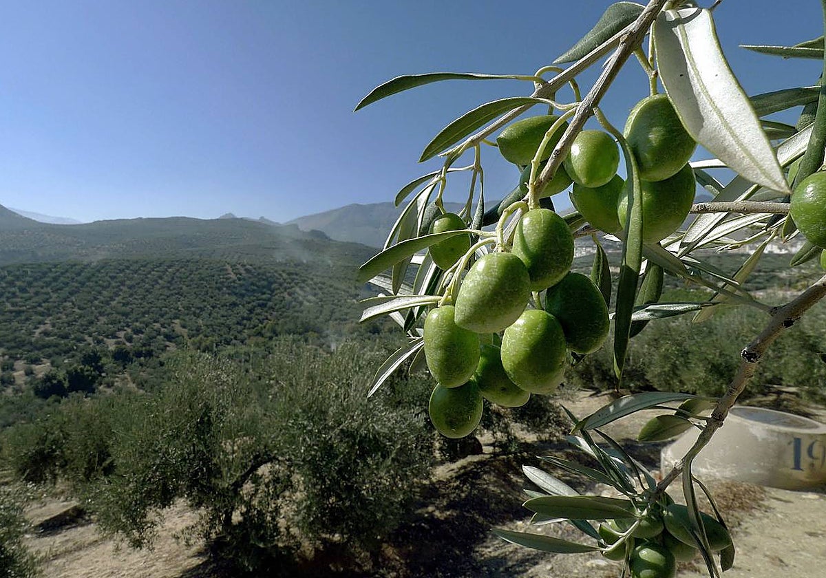 Desde Irlanda hasta Puerto Rico, varios usuarios han compartido pruebas contundentes de la disparidad de precios del aceite