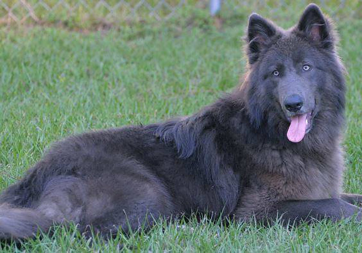 El perro-lobo, la raza que está de moda