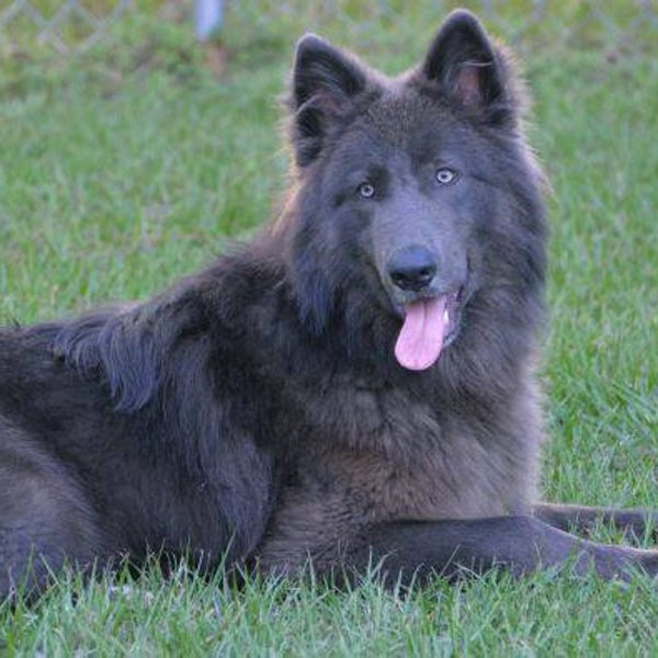 Una mujer inventa una nueva raza, el 'perro-lobo', en busca de su mascota perfecta