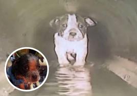 Ocho horas atrapada en una alcantarilla y arrastrada 60 metros: así fue el agónico rescate de la perra Pipa
