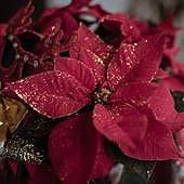 Tres plantas de Navidad que dan buena suerte: ninguna de ellas es la flor de Pascua