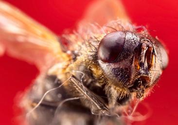 Va a hacerse una prueba médica y descubren que tiene una mosca intacta dentro del colon