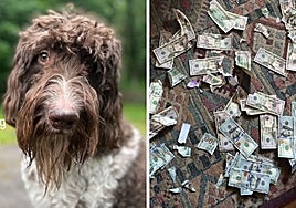 Una pareja se queda en shock al volver a casa y ver que su perro se ha comido 4.000 dólares
