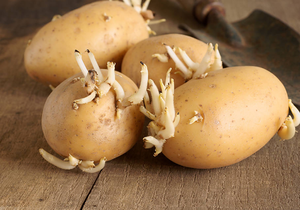 El error que comenten muchos españoles con las patatas: el motivo por el que le salen brotes