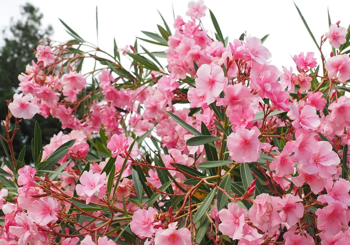 leyendas sobre flores