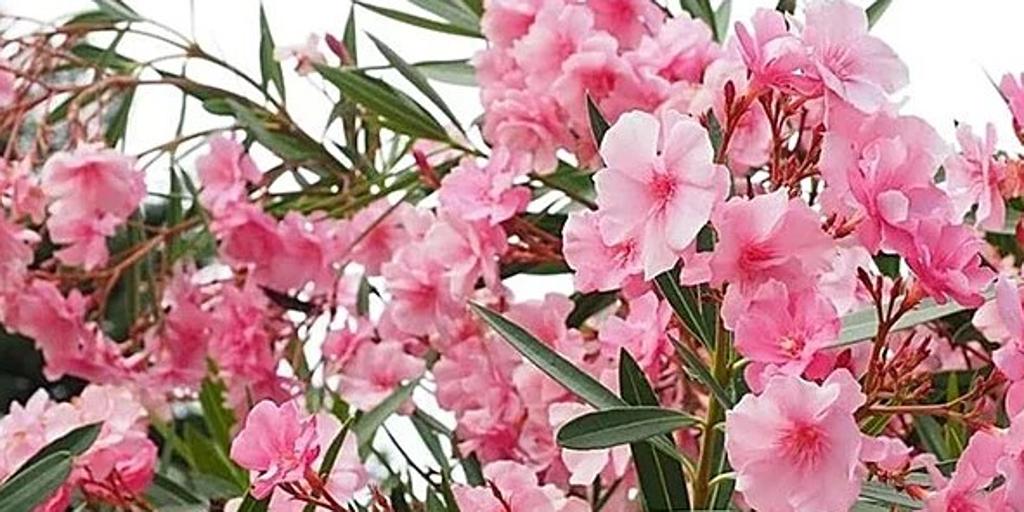 Las adelfas, la planta que casi ningún conductor sabe por qué se usa en las autovías