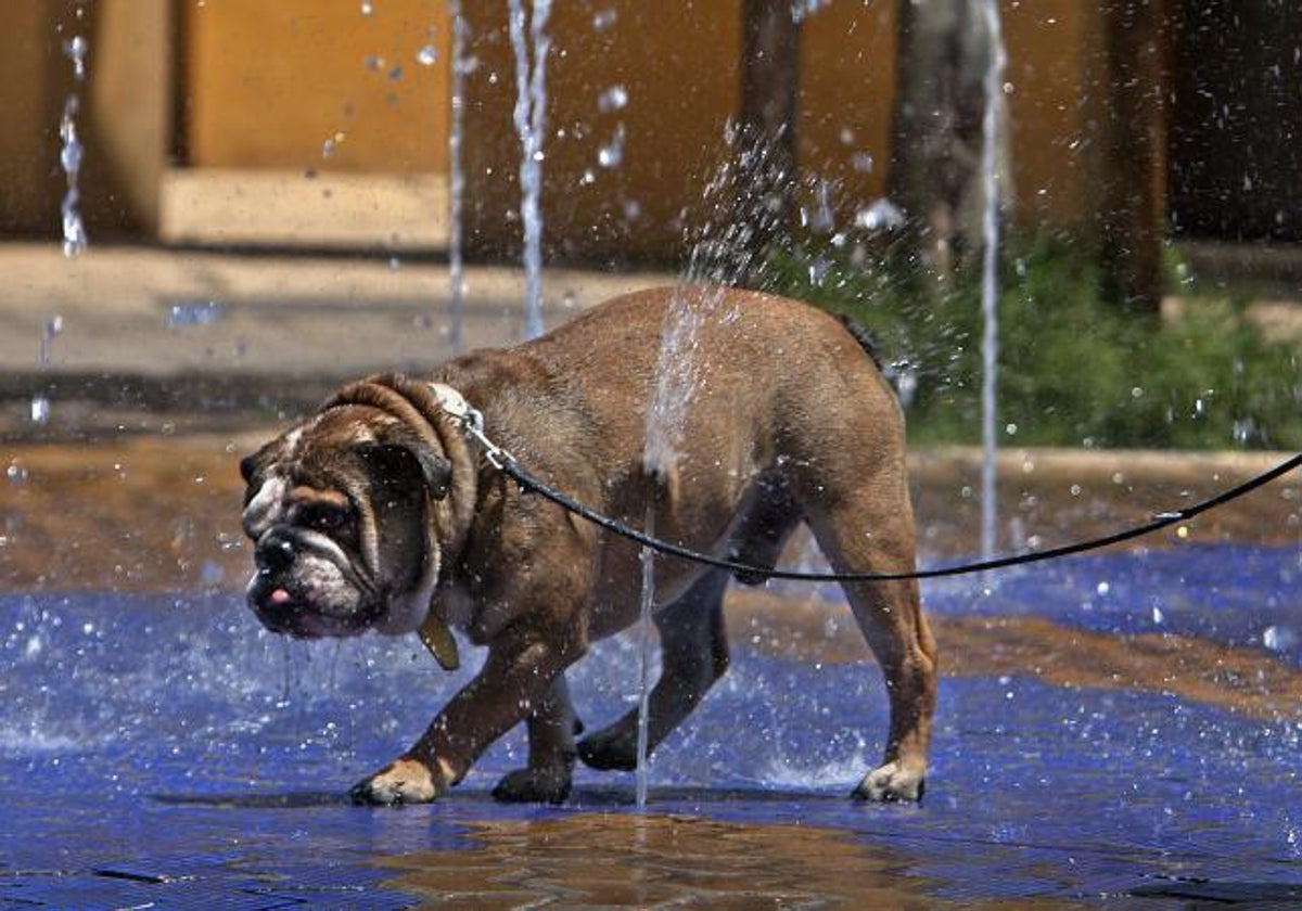 Un perro, en una imagen de archivo en un día de mucho calor