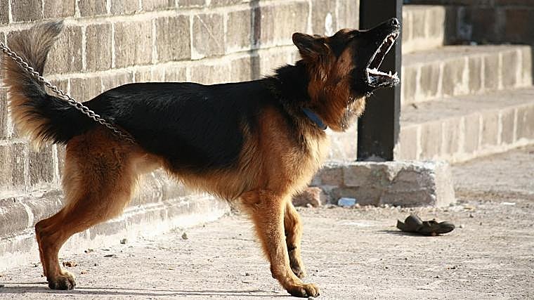 Un veterinario explica por qué los perros ladran a unas personas y a otras no