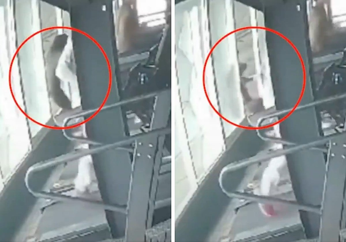 Tras el accidente, la mujer fue trasladada de urgencia al hospital, pero los médicos no pudieron hacer nada para salvar su vida