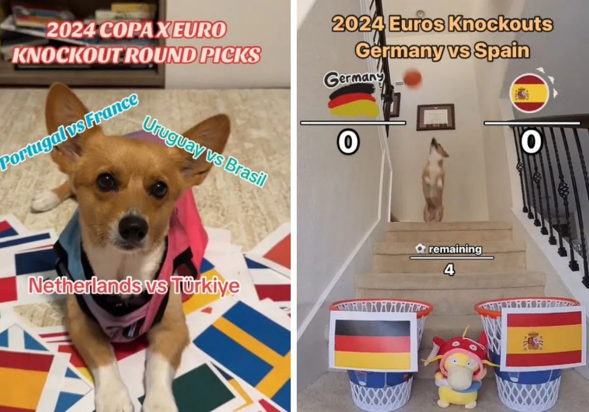 El perro que predijo el ganador de la Champions vaticina el resultado del  España - Alemania: esta selección pasará a semifinales