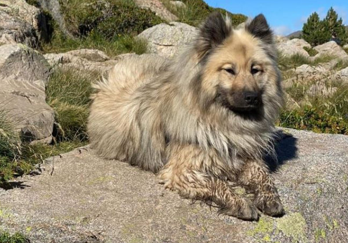 Una perra se reencuentra con su familia en Francia cuatro años después de  haberse perdido en Andorra: «Es increíble»