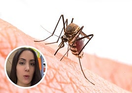 Una farmacéutica aclara si las pulseras antimosquitos son efectivas para evitar picaduras: «En ciertas personas...»