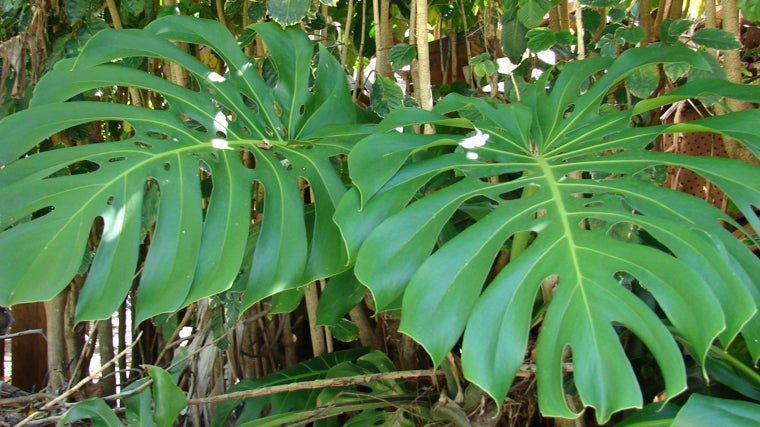 Monstera Deliciosa