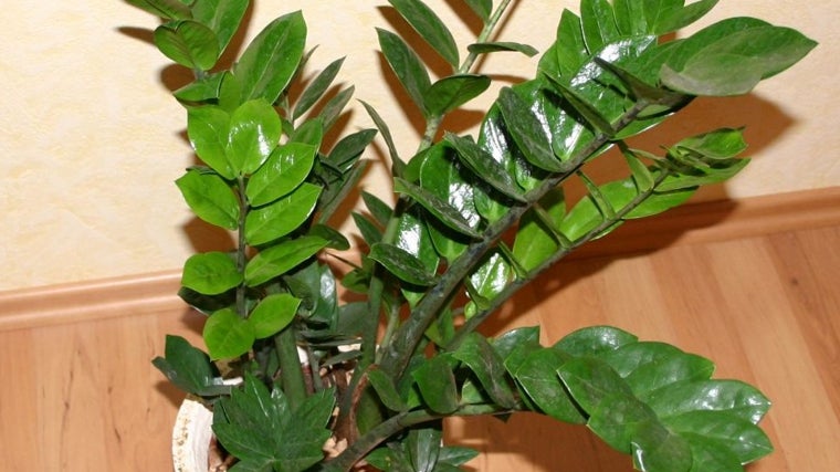 Zamioculcas Zamiifolia